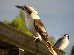 Image of Kookaburra