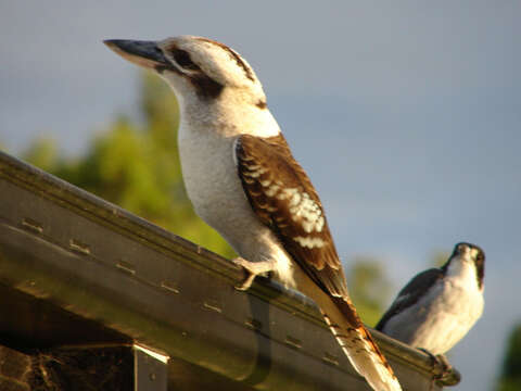 Image of Kookaburra