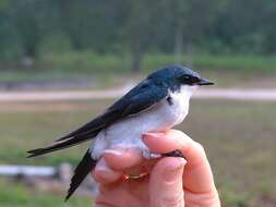 Image of Tachycineta Swallows