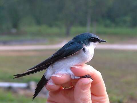 Image of Tachycineta Swallows