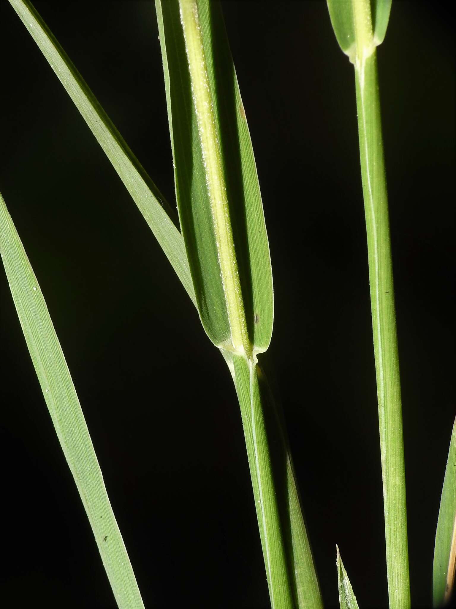 Image of marsh muhly