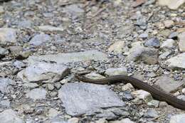 Image of Black Odd-scaled Snake