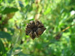 Image of pot marigold