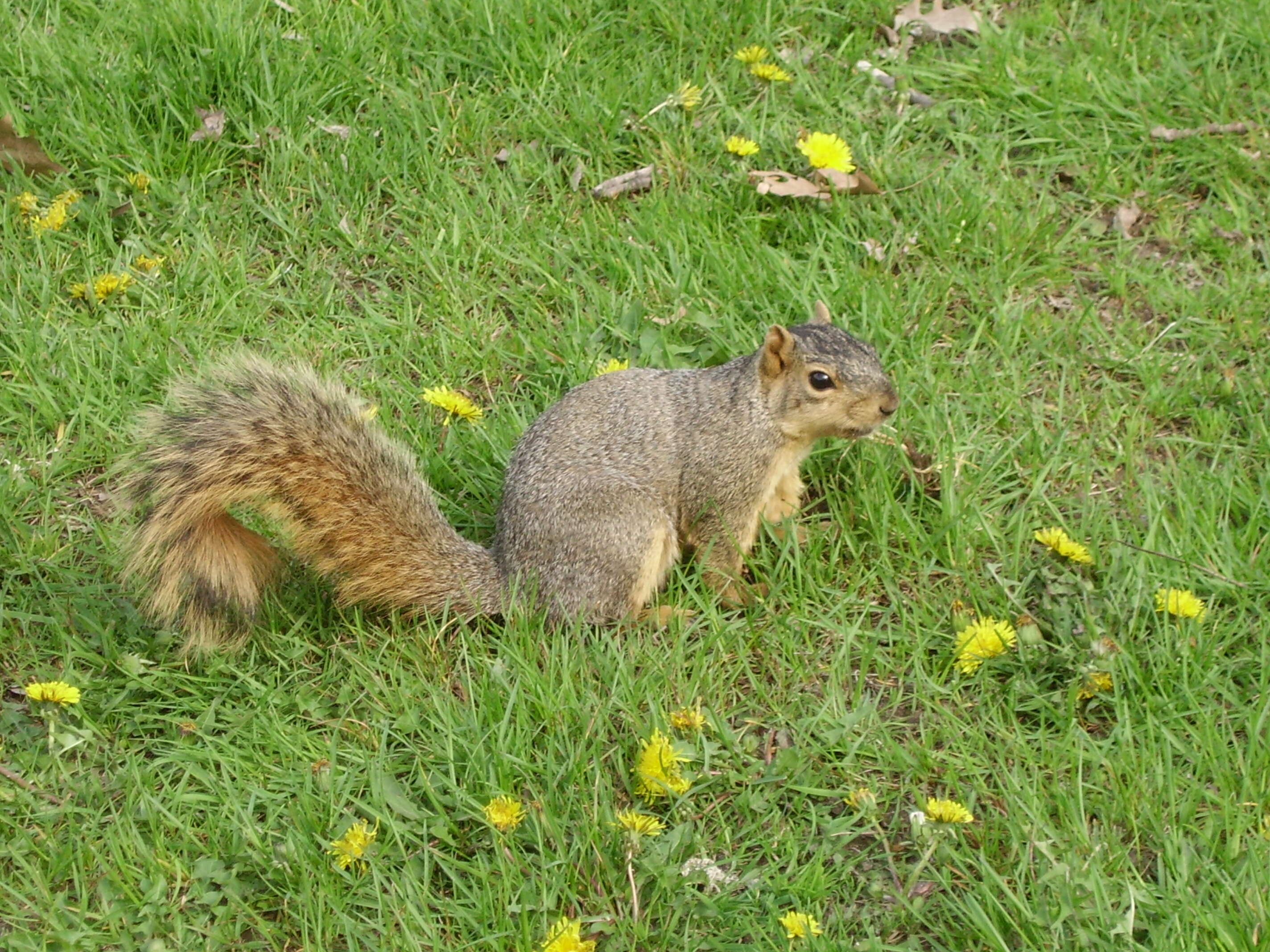 Image of Sciurus subgen. Sciurus Linnaeus 1758