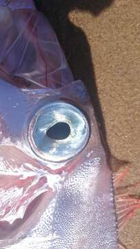 Image of Blackflash ribbonfish