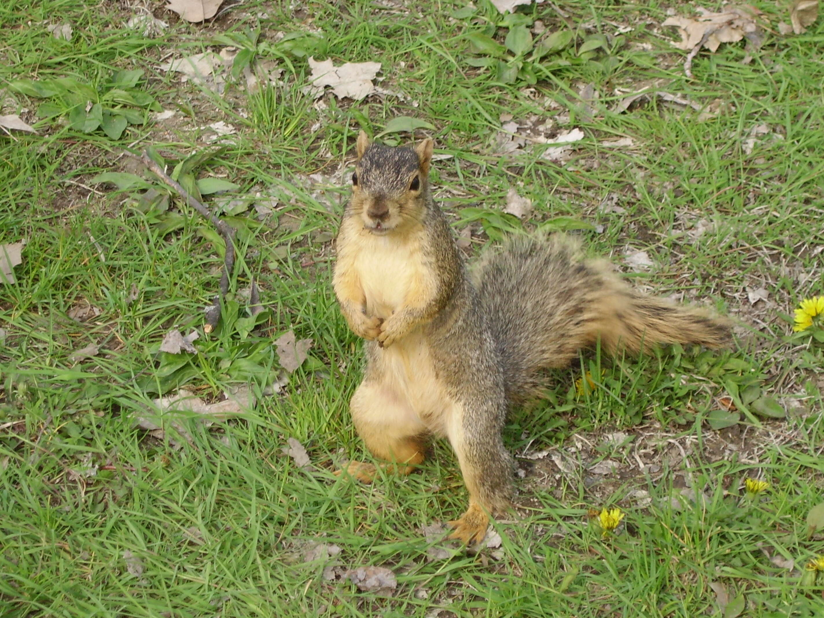 Image of Sciurus subgen. Sciurus Linnaeus 1758