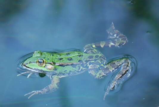 Image of Pelophylax esculentus