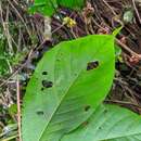 Senna macrophylla (Kunth) H. S. Irwin & Barneby resmi