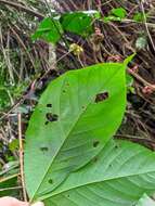 Senna macrophylla (Kunth) H. S. Irwin & Barneby resmi