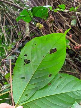 صورة Senna macrophylla (Kunth) H. S. Irwin & Barneby