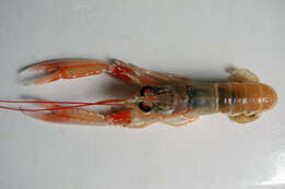 Image of Nephrops Leach 1814