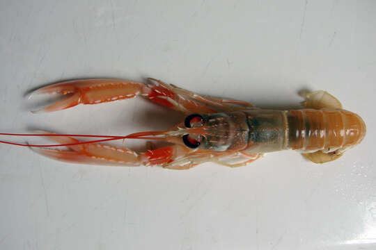 Image of Nephrops Leach 1814