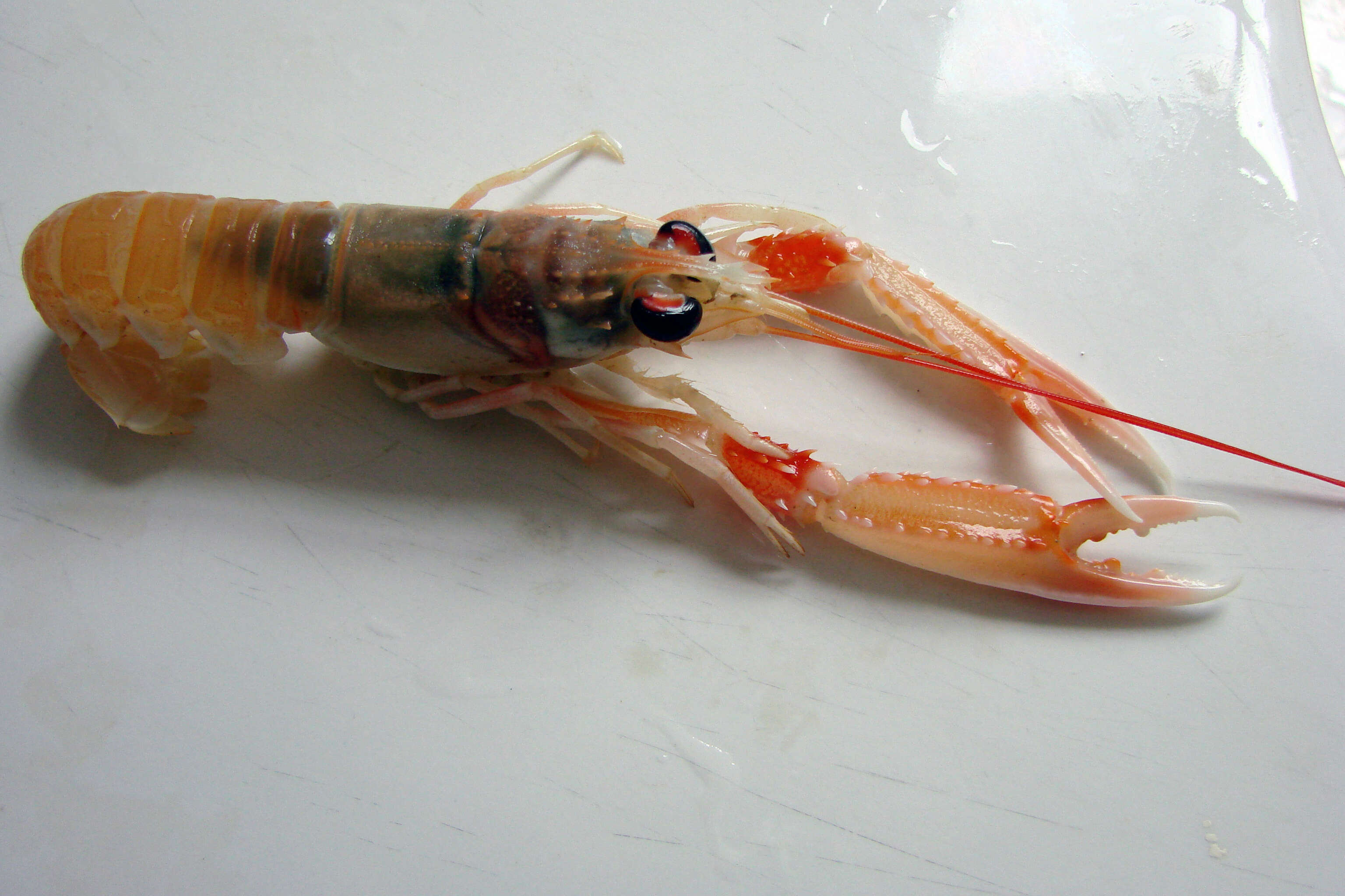 Image of Nephrops Leach 1814