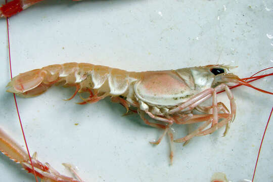 Image of Nephrops Leach 1814