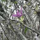 Tillandsia cacticola L. B. Sm. resmi