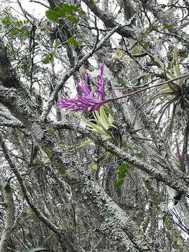 Tillandsia cacticola L. B. Sm.的圖片