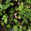 Image of Begonia crenata Dryand.