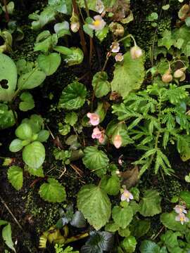 Image of Begonia crenata Dryand.