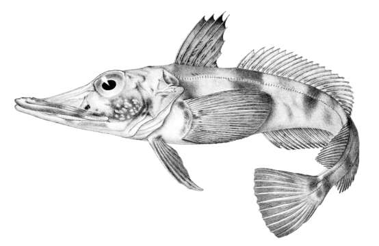 Image of Chaenocephalus