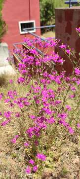 Image of Centaurium grandiflorum subsp. boissieri (Willk.) Z. Díaz