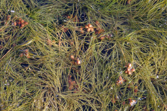 Image of pondweed