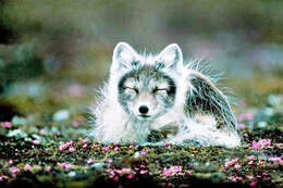 Image of Arctic Fox