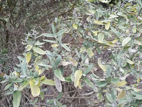 Salvia coulteri Fernald resmi