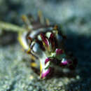 Image of Flamboyant Cuttlefish