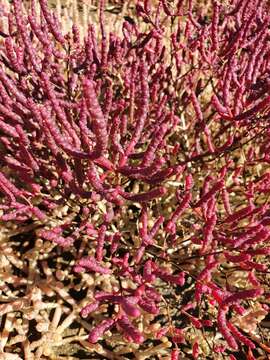 Image of Salicornia meyeriana Moss