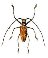 Image of Batocera victoriana Thomson 1856