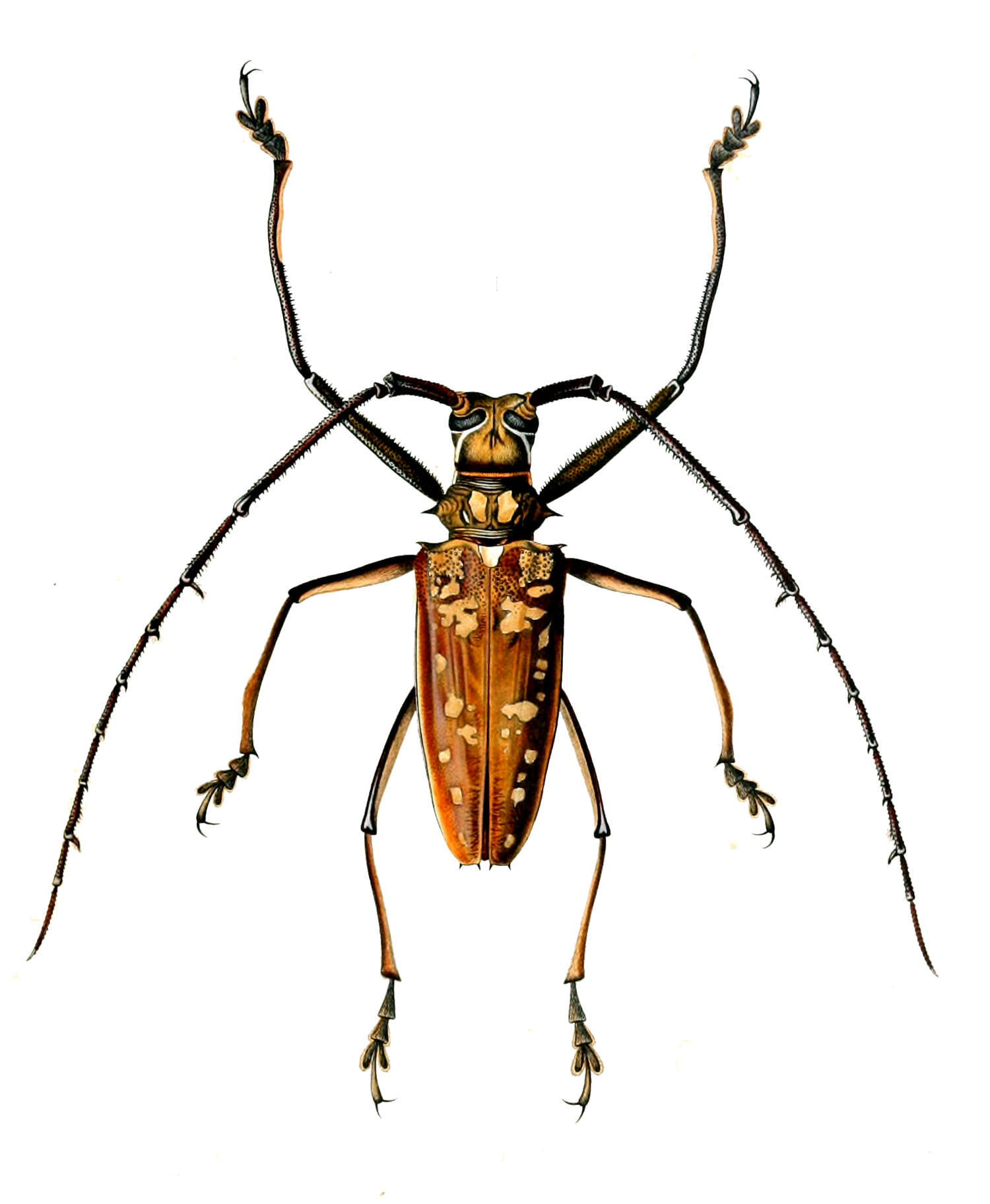 Image of Batocera victoriana Thomson 1856