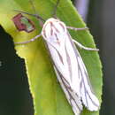 Image of Paralacydes arborifera Butler 1875