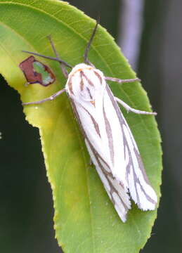 صورة Paralacydes arborifera Butler 1875