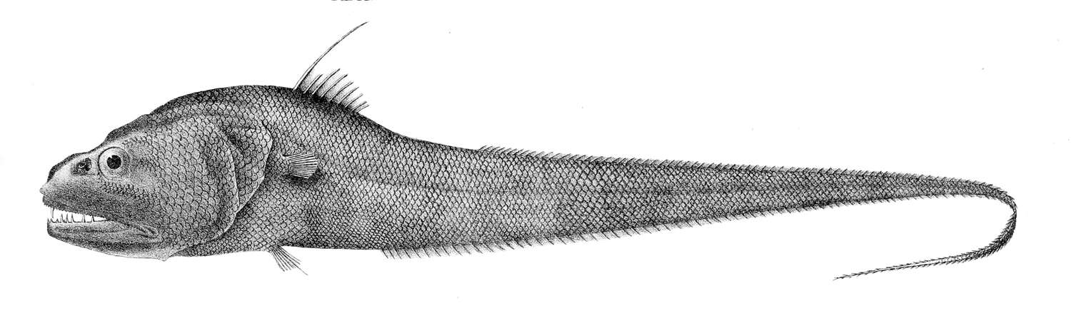 Image de Cynomacrurus