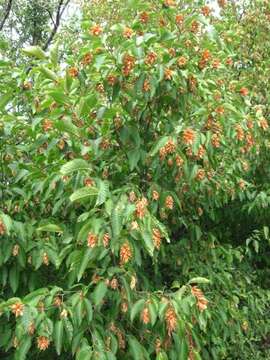 Image of European Hop-hornbeam