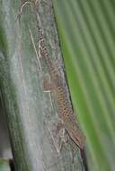 Image of Dwarf Bronze Gecko