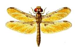 Image of Eastern Amberwing