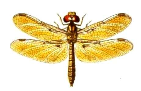 Image of Eastern Amberwing