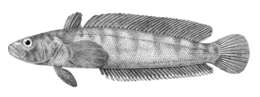 Image of Notothenia trigramma Regan 1913