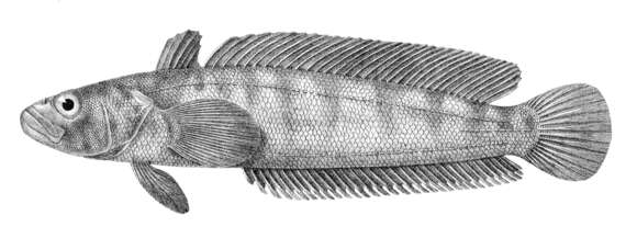 صورة Notothenia trigramma Regan 1913