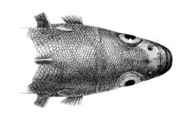 Image of Marbled rockcod