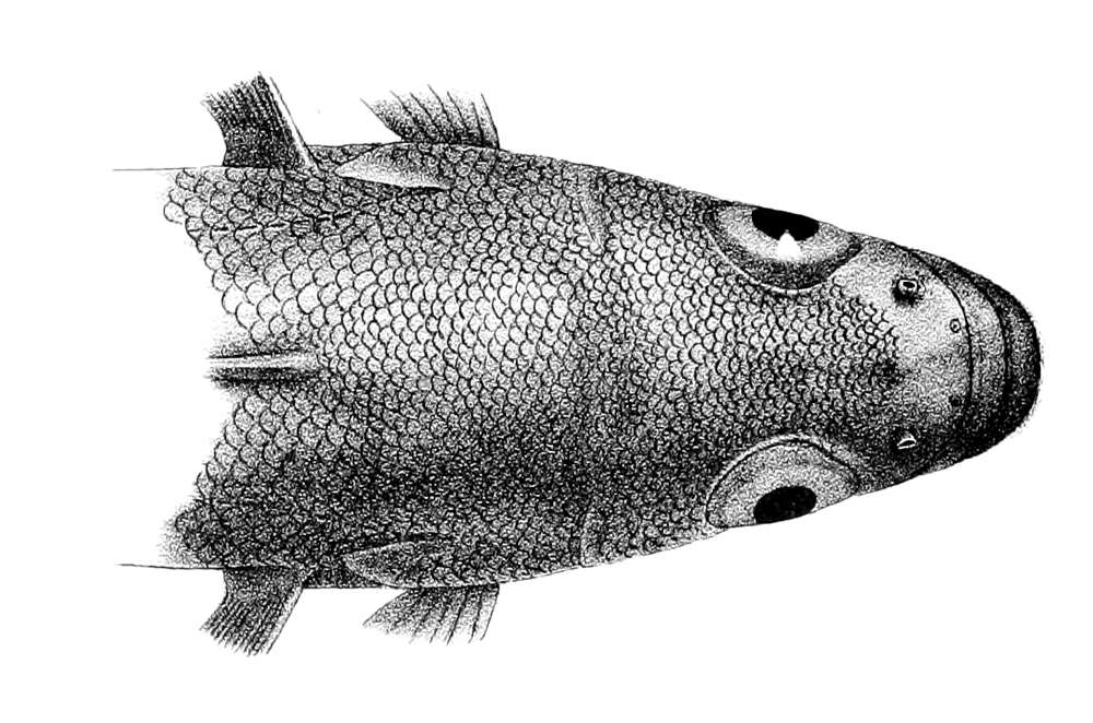 Image of Marbled rockcod