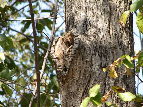 Image of Indian Scops Owl