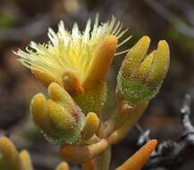 Слика од Mesembryanthemum nitidum Haw.
