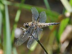 Image of Four-spotted Chaser