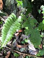 Image de Hymenasplenium excisum (C. Presl) S. Linds.