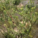 Image de Leucadendron chamelaea (Lam.) I. Williams