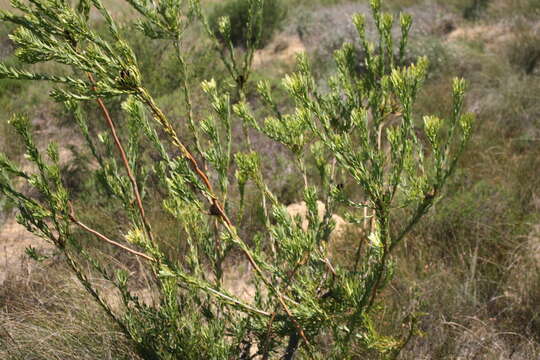 Plancia ëd Leucadendron chamelaea (Lam.) I. Williams