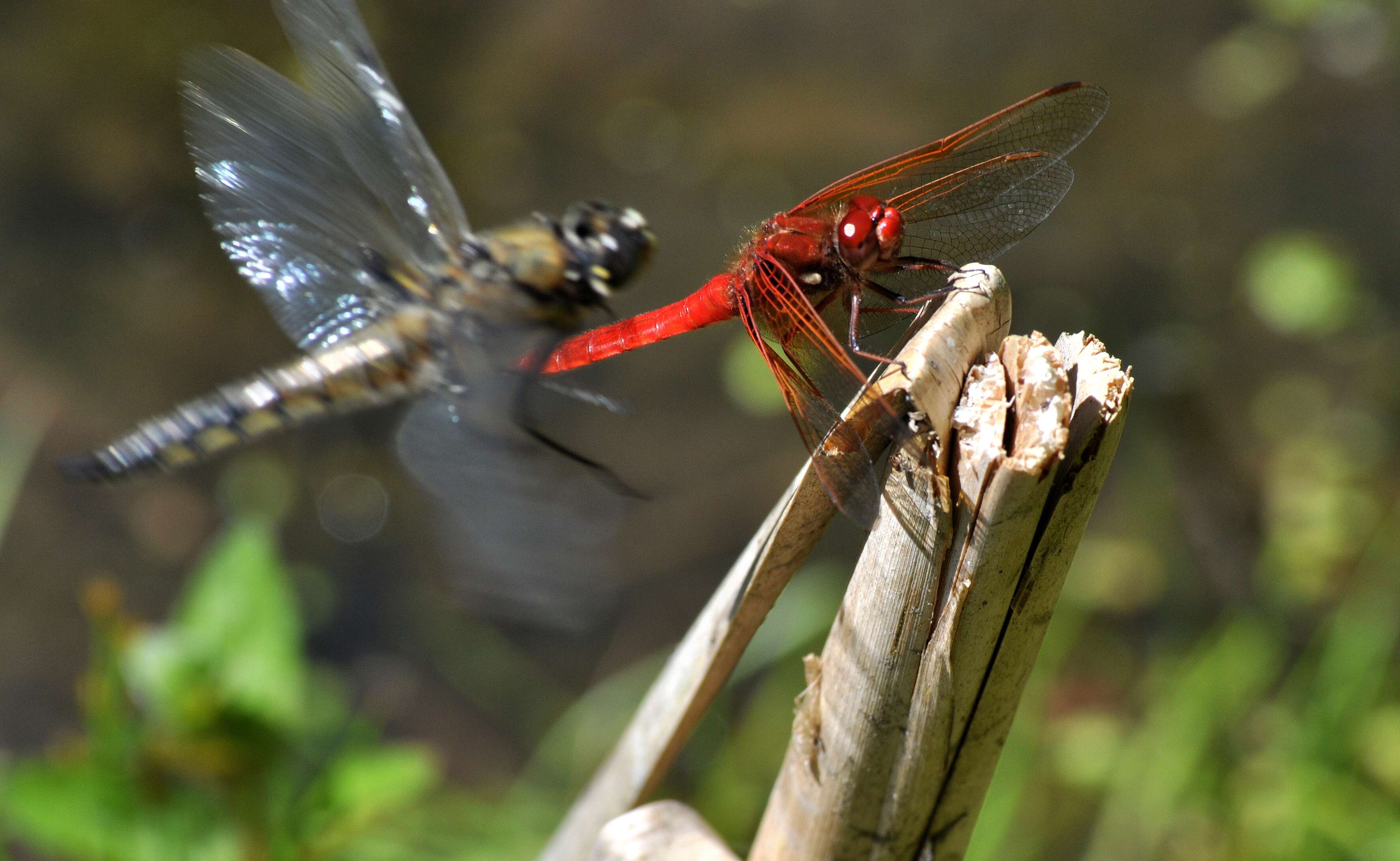 Image of Four-spotted Chaser