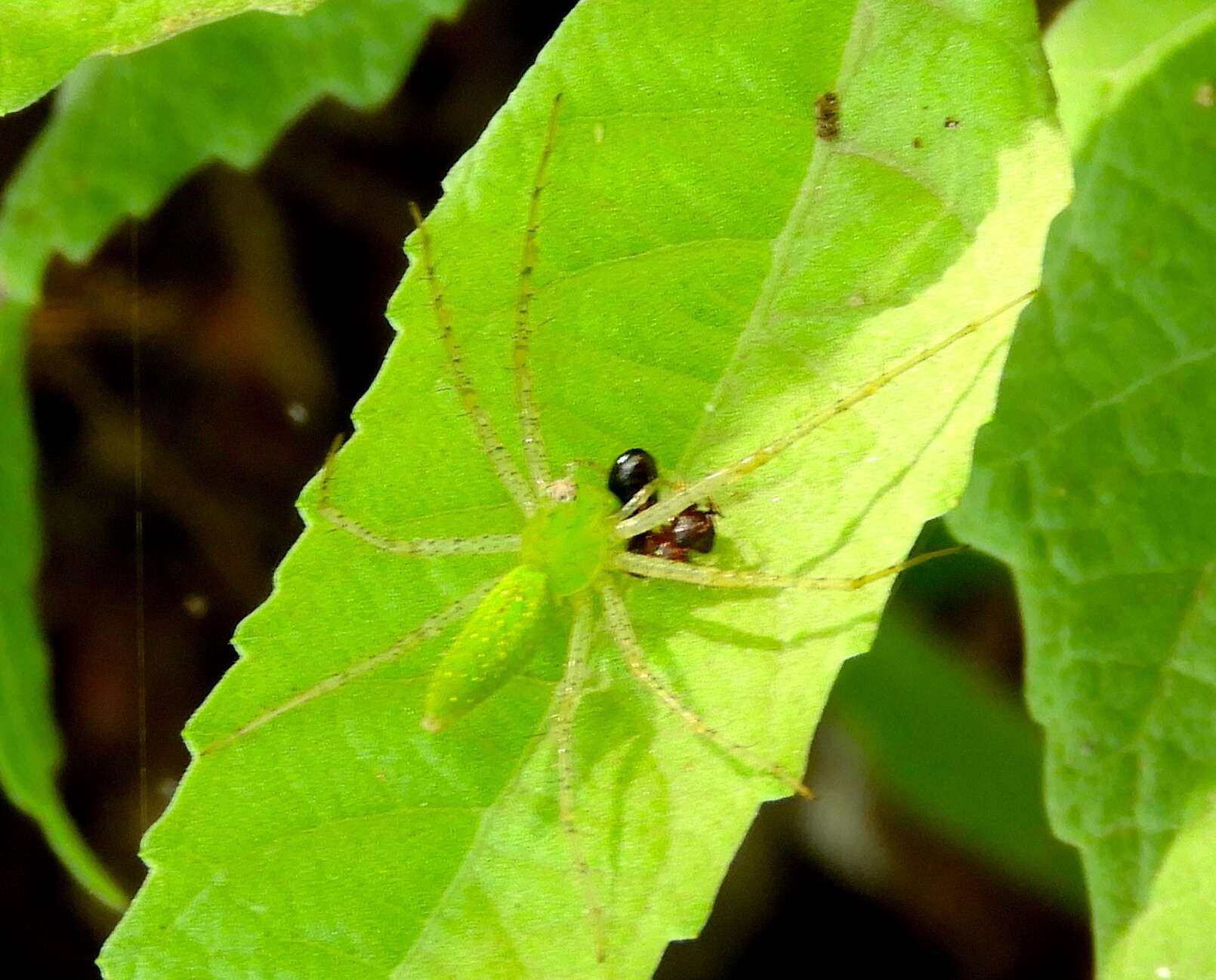 Image of Green Lynx